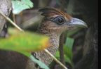 Rufous-Vented-Ground-Cuckoo