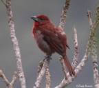 hepatic-tanager