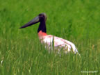 jabiru