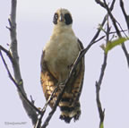 laughing-falcon