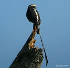long-tailed-tyrant