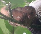 oilbird