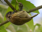 olivaceous-piculet