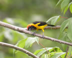 orange-crowned-oriole