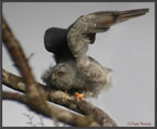 plumbeous-kite