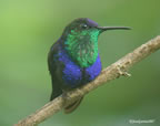 purple-crowned-woodnymph.