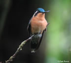 purple-throated-mountain-gem