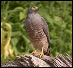 roadside-hawk