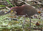 rufescent-tiger-heron