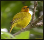 saffron-finch.jpg