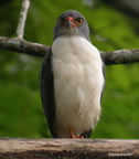 semi-plumbeous-hawk