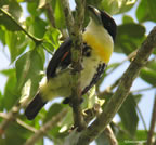 spot-crowned-barbet