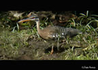 sunbittern