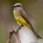 tropical-kingbird