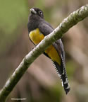 violaceous-trogon-female