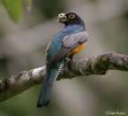 violaceous-trogon-male