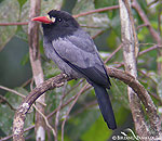white-fronted-nunbird