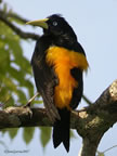 yellow-rumped-cacique