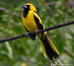 yellow-tailed-oriole